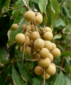 longan-tree-and fruit