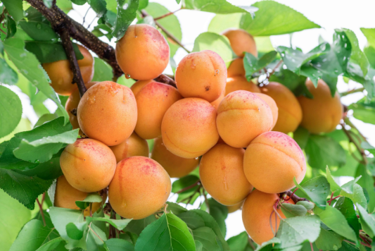 apricots-d6abb5c20611cce244a7154f6857f192