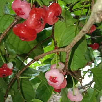 syzygium-aqueum-its-tree-known-as-rose-apples-watery-rose-apples
