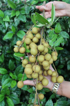 Dimocarpus-Longan-Wholesale-High-Quality-Grafted-Tree-Seedling-of-Fruit-Tree-Seedling