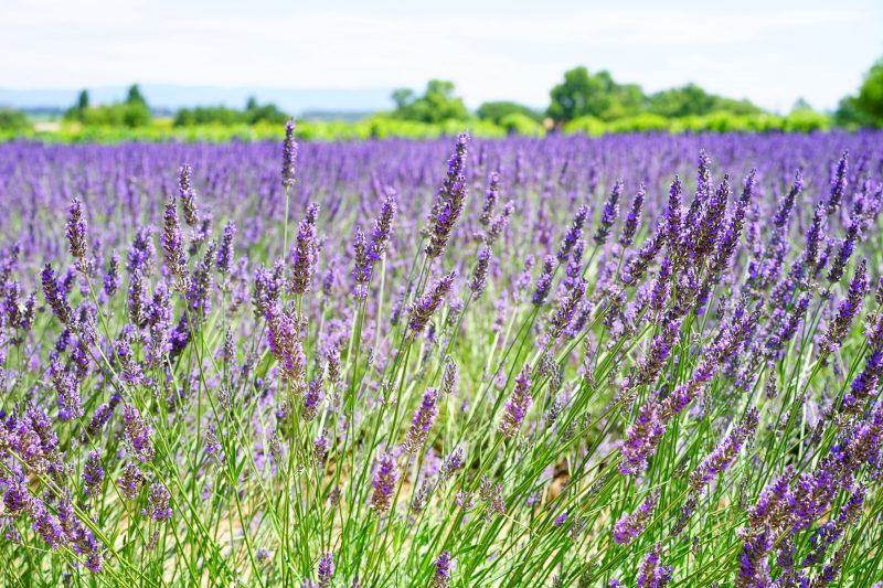 Lavender Oil Health Benefits - Health Value, Side Effects
