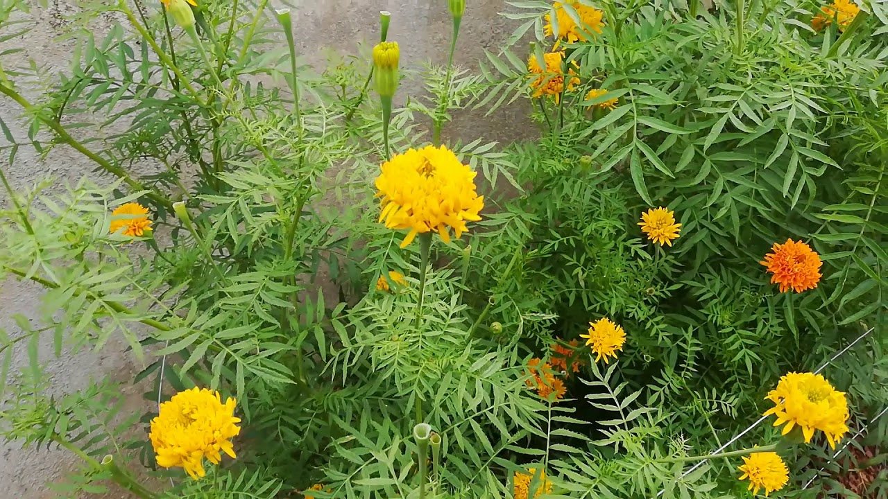 Tagetes Minuta