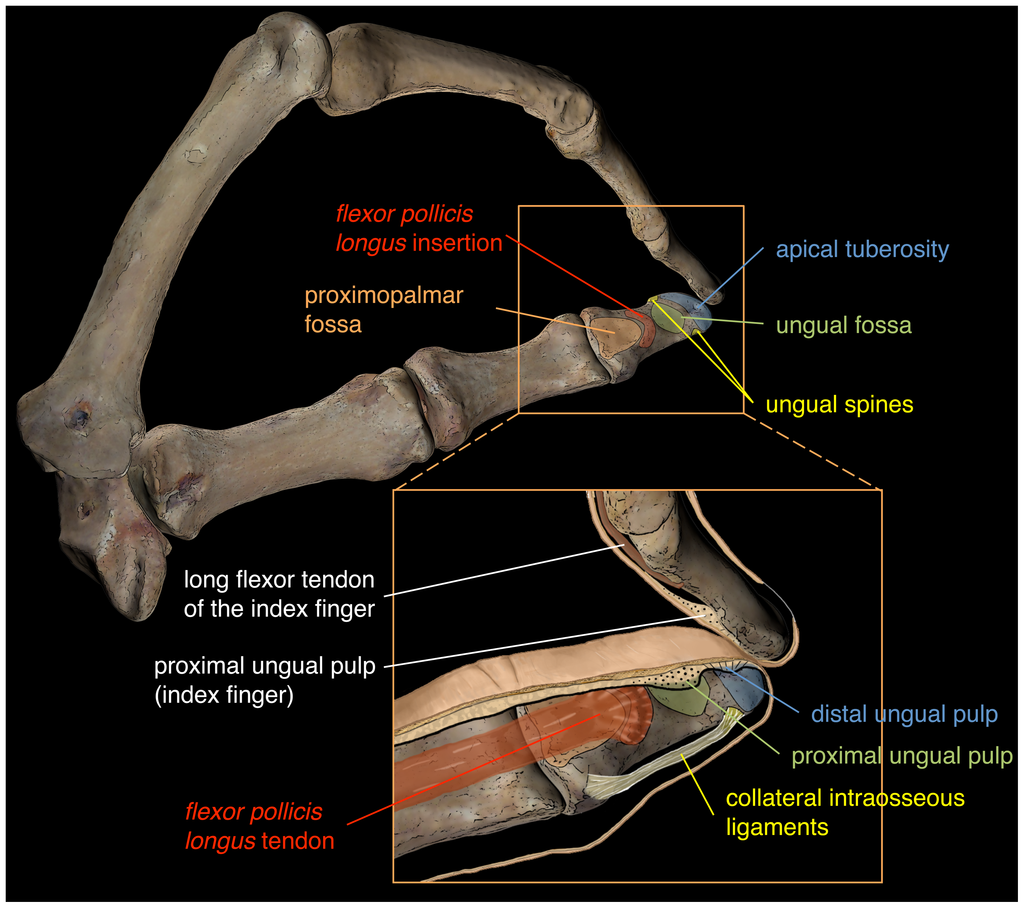 Phalangeal Neck Fractures