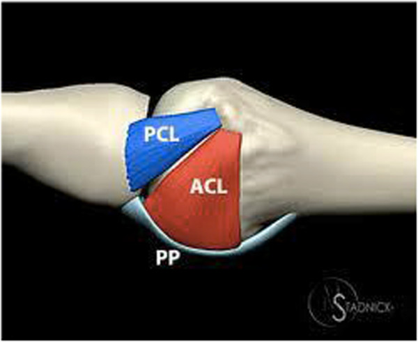 Skier’s Thumb
