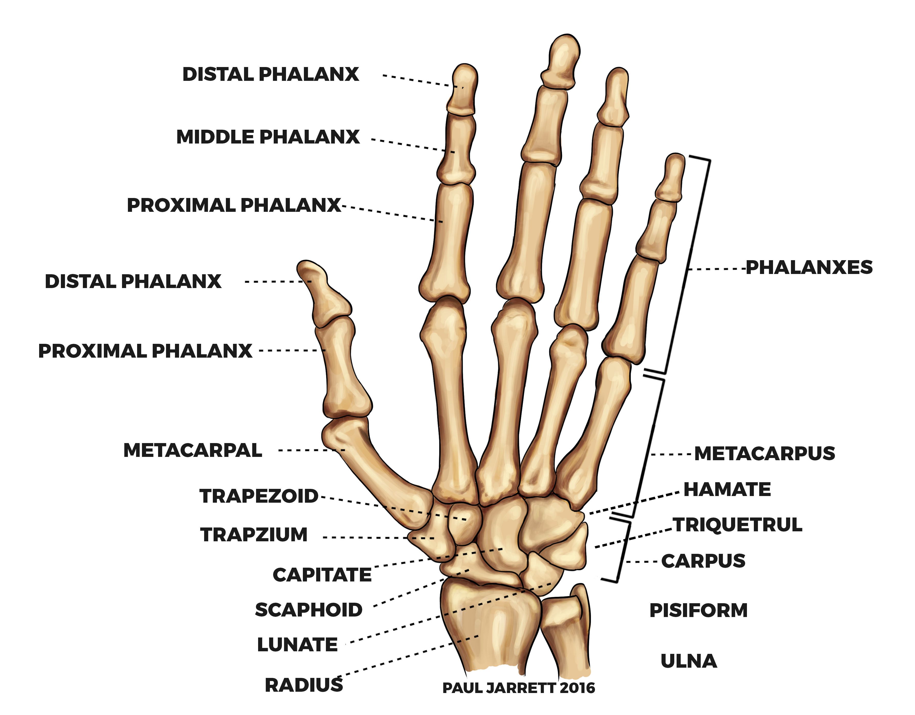 Distal Phalanx Base Fracture