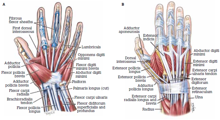 Gamekeeper's Thumb for Football, Cricket