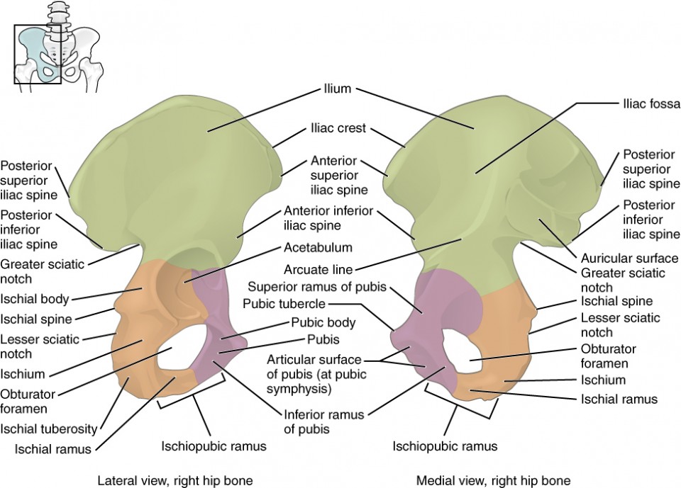 Anterior Inferior Iliac Spine (AIIS) Avulsion Fracture Anterior Inferior Iliac Spine (AIIS) Avulsion Fracture