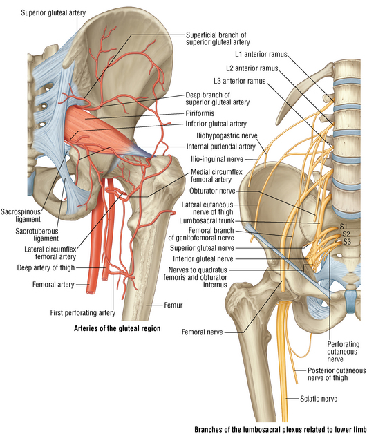 Pipkin Classification and Brumback Classifications For Femoral Head Injury Pipkin Classification and Brumback Classifications For Femoral Head Injury