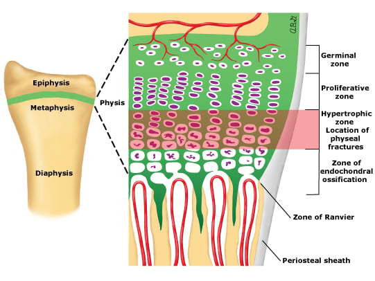 Physes Growthplateanatomy – RxHarun