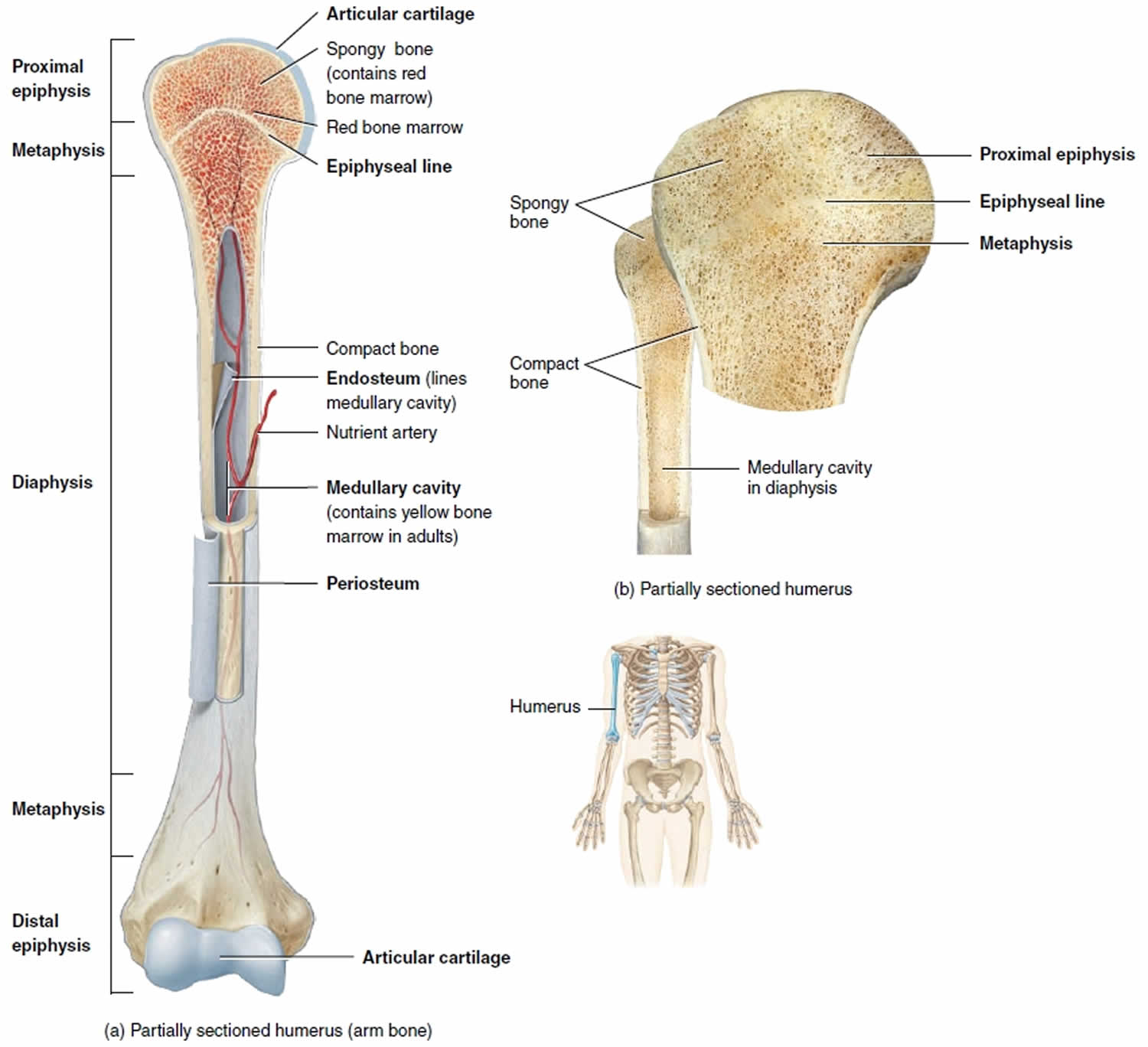 Salter-Harris Fracture