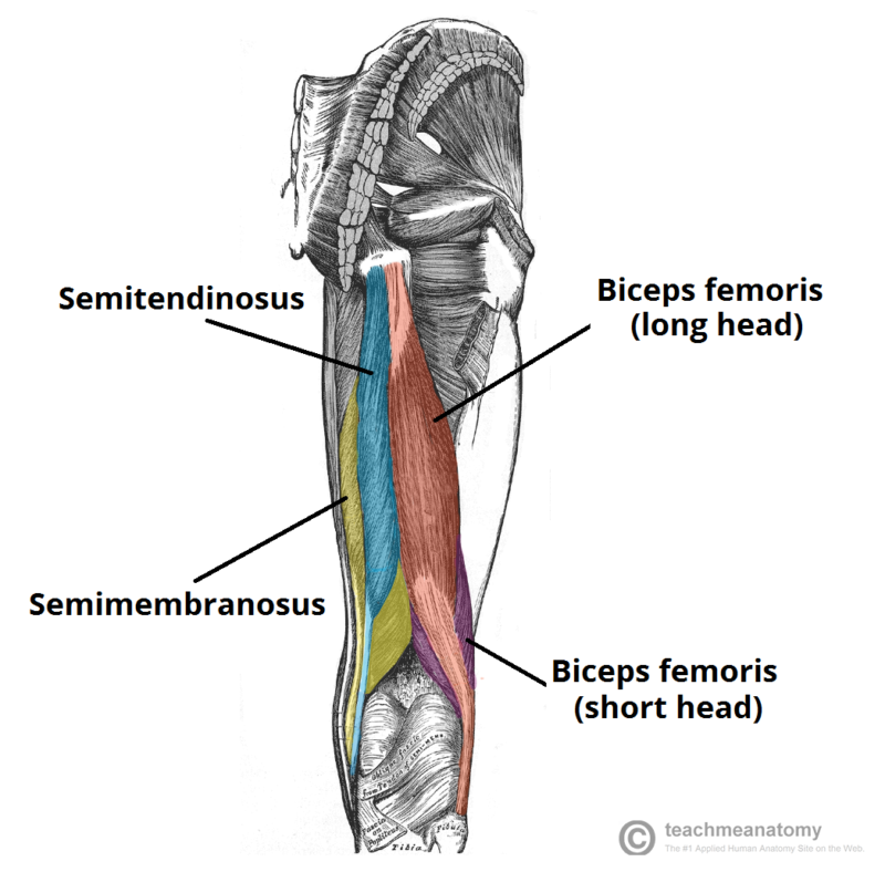 Semitendinosus Tendon Avulsion Fractures Semitendinosus Tendon Avulsion Fractures