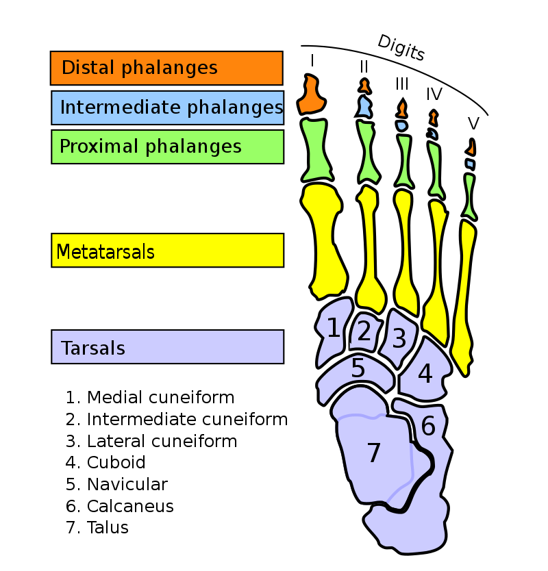 Phalangeal Neck Fractures