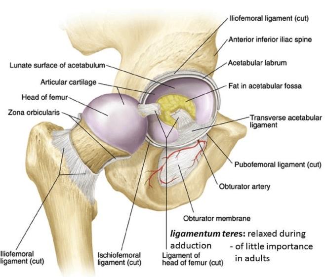 Basicervical Femoral Neck Fracture Basicervical Femoral Neck Fracture
