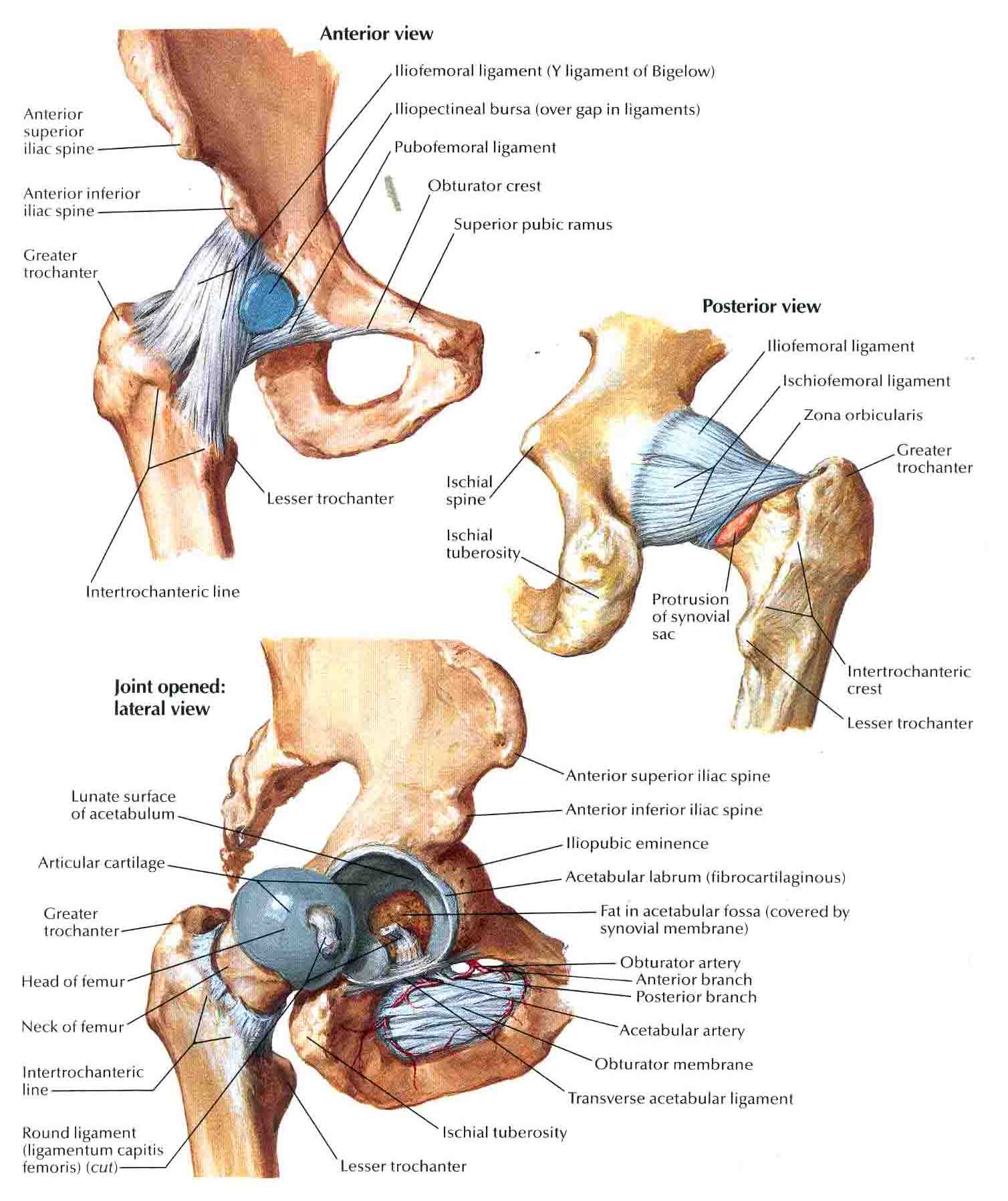 Femoral Head Fracture Femoral Head Fracture