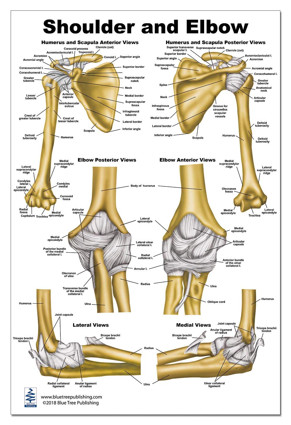 Transphyseal Fractures