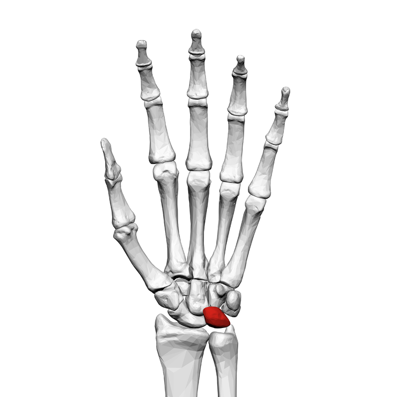 Carpal Bones Carpal Bones