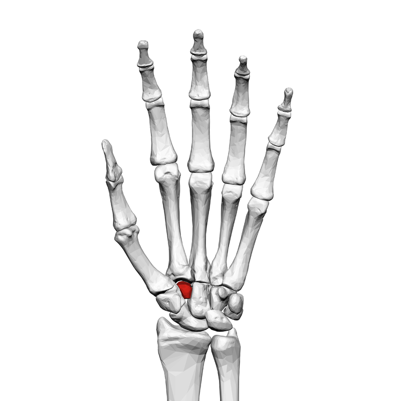 Trapezium Fracture Trapezium Fracture