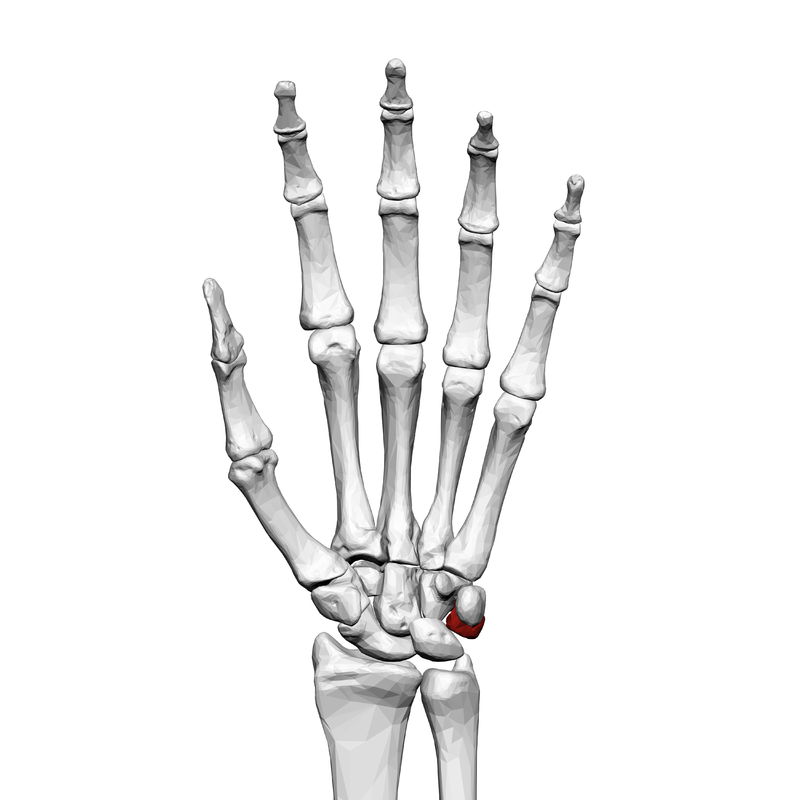 Carpal Bones Carpal Bones