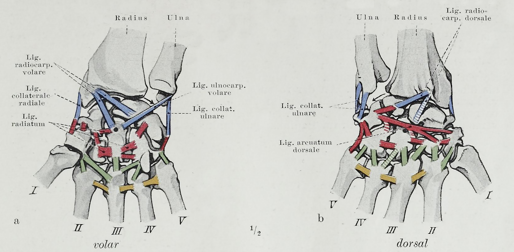 Carpal Bones Carpal Bones