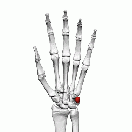 Carpal Bones Carpal Bones
