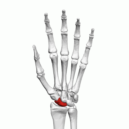 Carpal Bones Carpal Bones