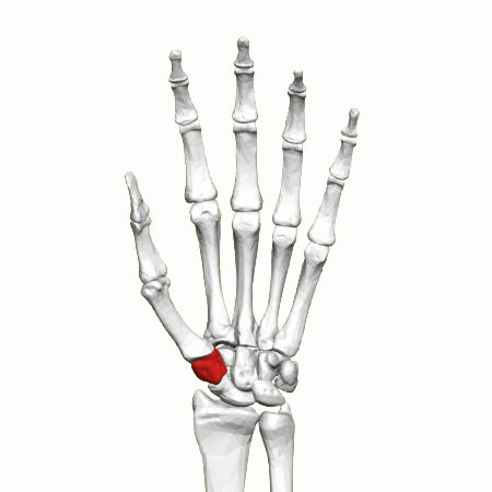 Carpal Bones Carpal Bones