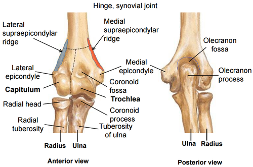 Lateral Humeral Condyle Fractures