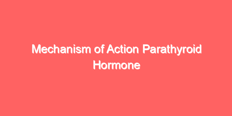 Mechanism of Action Parathyroid Hormone