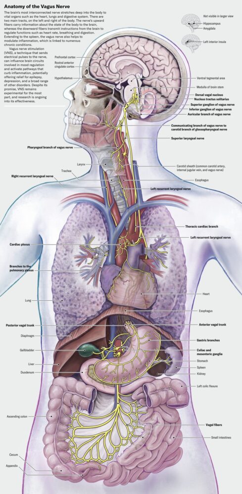 Thalamus Lesions Thalamus Lesions