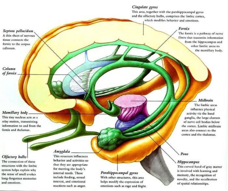 Thalamus Dysfunction Thalamus Dysfunction