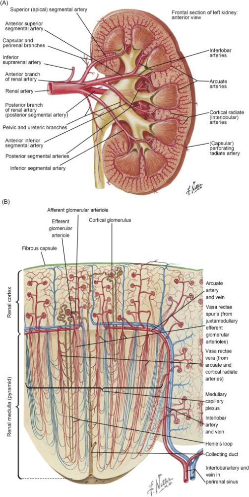 Renal Corticomedullary Junction Disorders