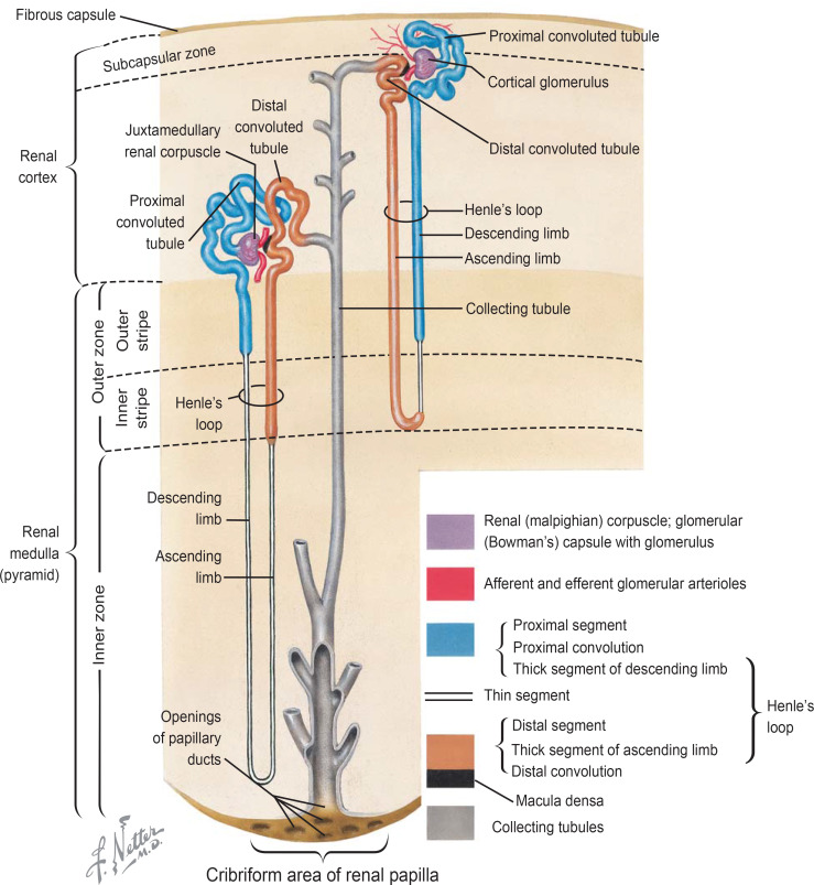 Renal Corticomedullary Junction Disorders