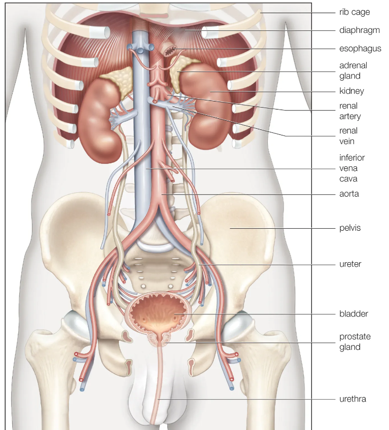 Calyceal Cysts