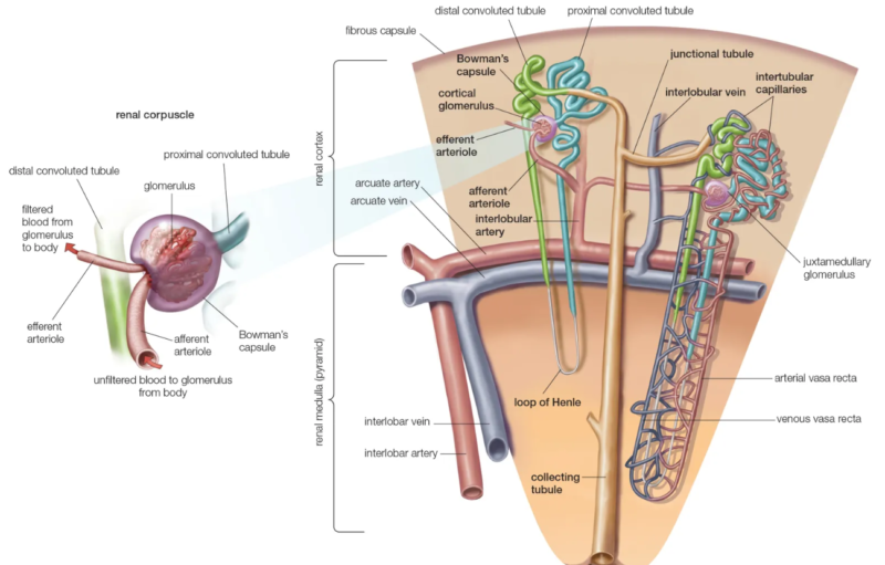 Calyceal Infection