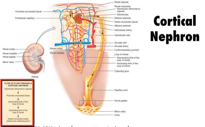 Renal Corticomedullary Junction Disorders