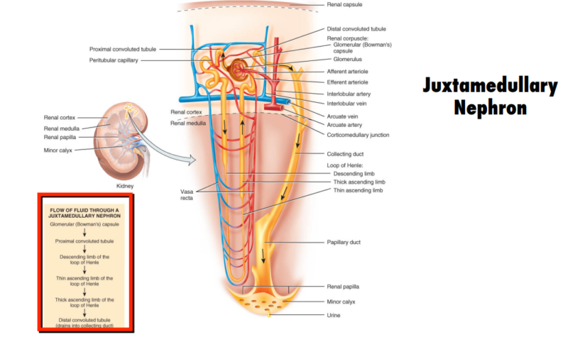 Renal Corticomedullary Junction Disorders