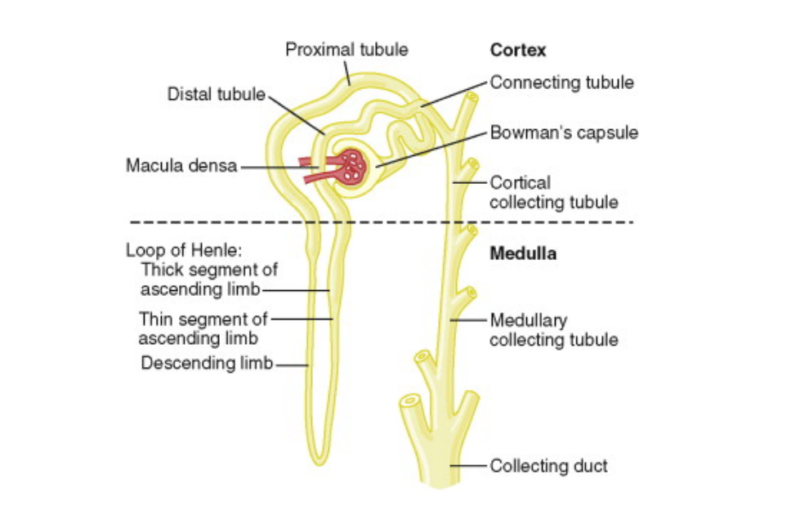 Renal Corticomedullary Junction Disorders