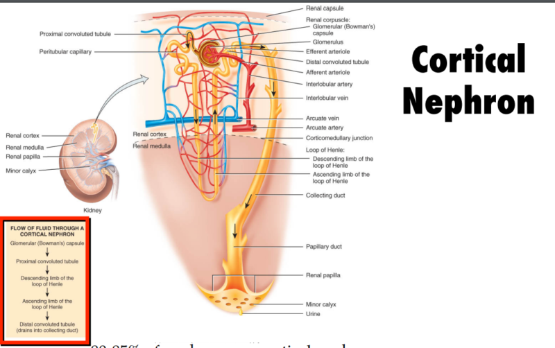 Renal Corticomedullary Junction Disorders