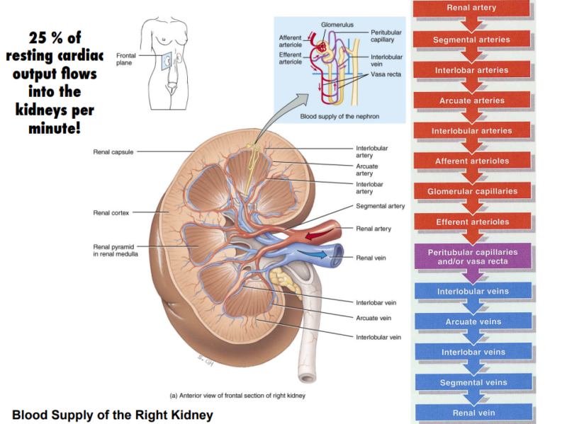 Renal Corticomedullary Junction Disorders