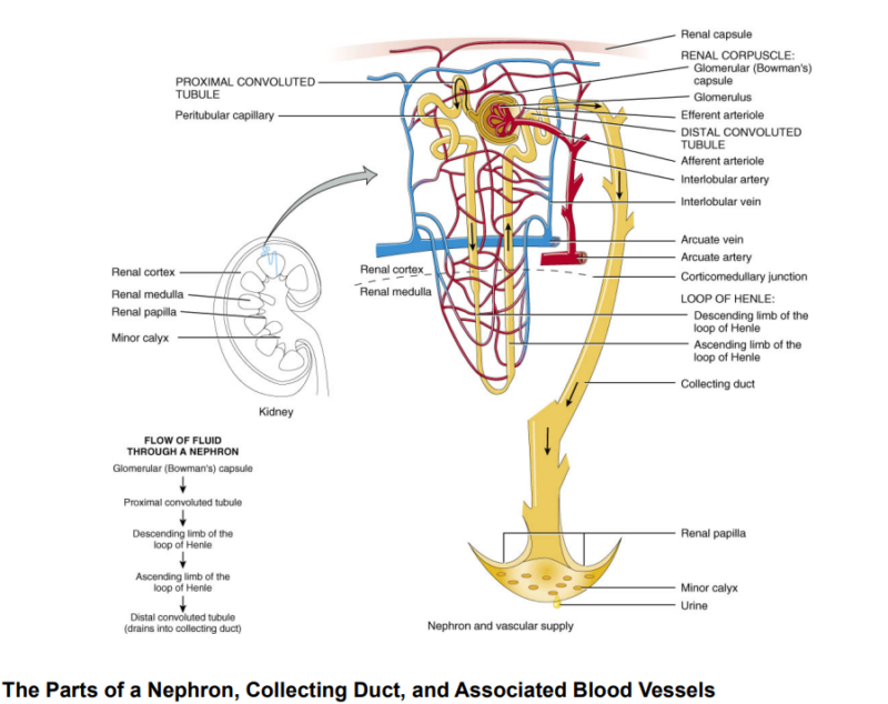 Renal Corticomedullary Junction Disorders