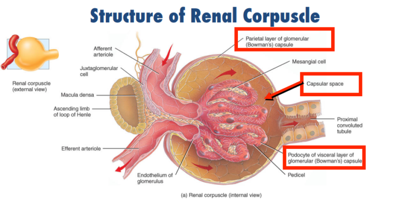 Renal Corticomedullary Junction Disorders