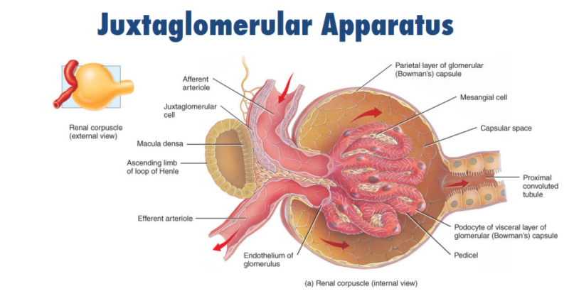 Renal Corticomedullary Junction Disorders
