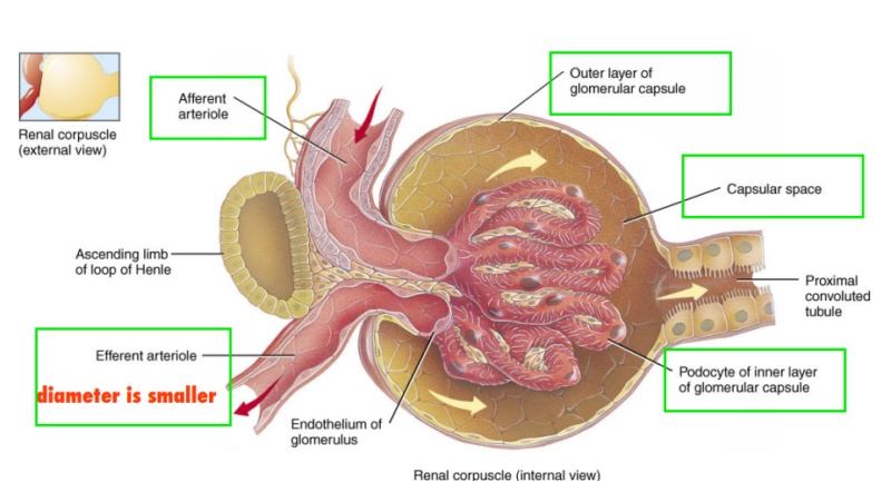 Renal Corticomedullary Junction Disorders