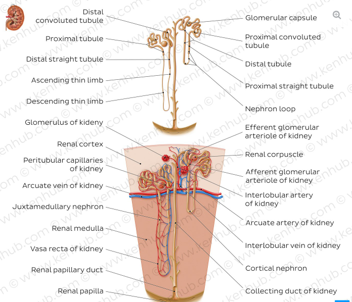Renal Corticomedullary Junction Disorders