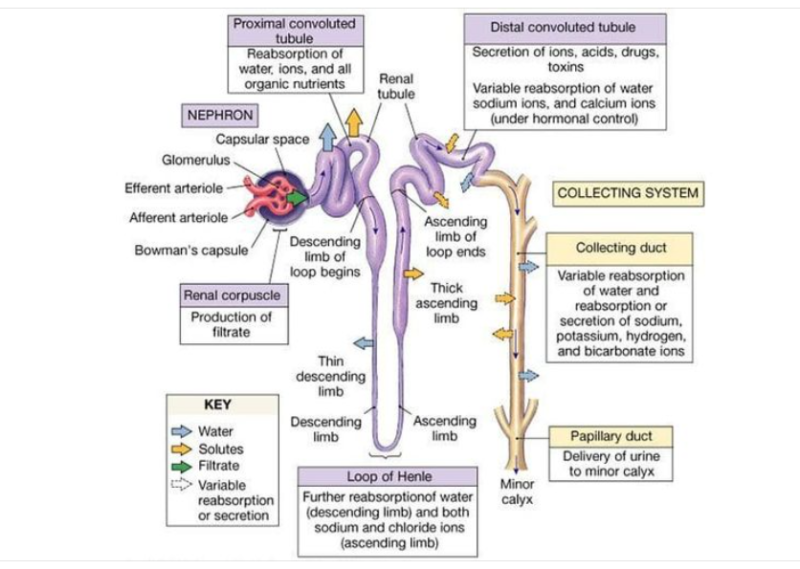 Renal Corticomedullary Junction Disorders