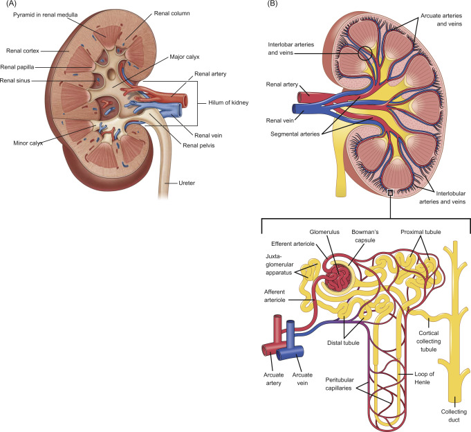 Ascending Vasa Recta Disorders