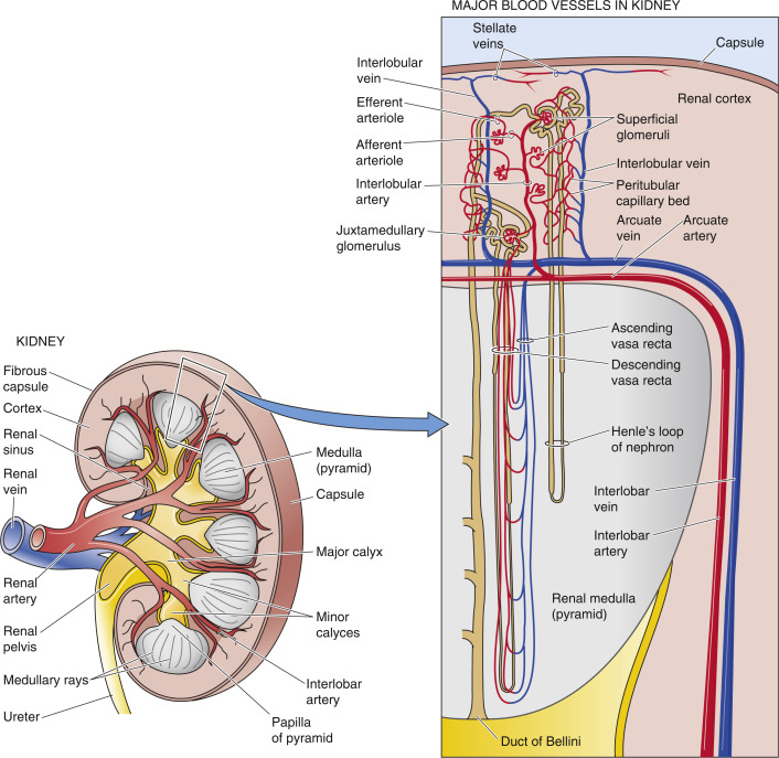Renal Parenchymal Disorders