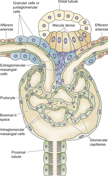 Renal Parenchymal Disorders