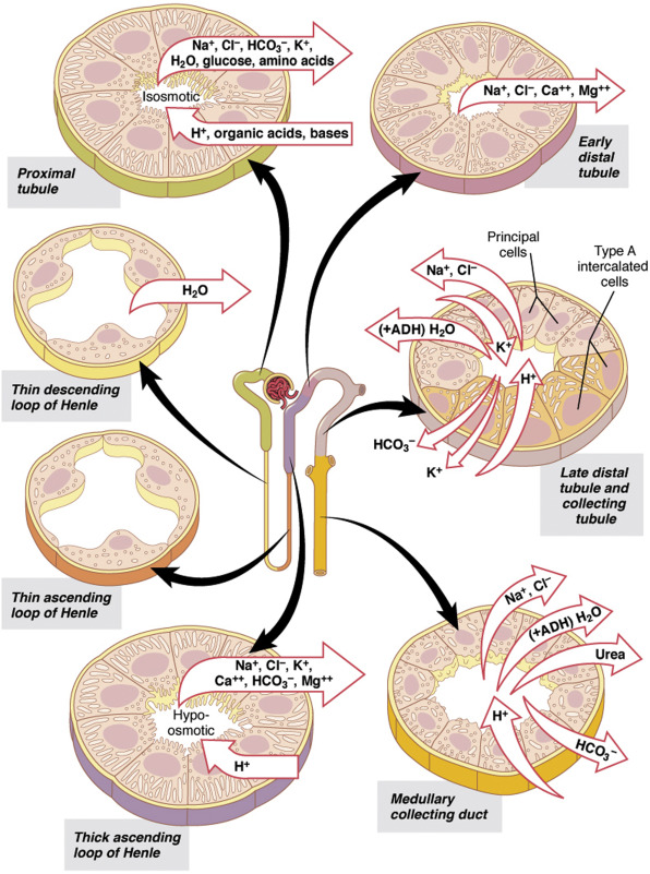 Renal Parenchymal Disorders