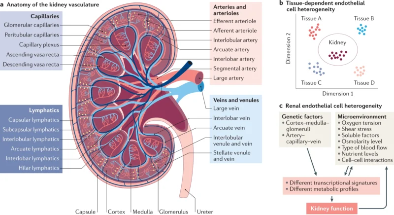 Renal Parenchymal Disorders